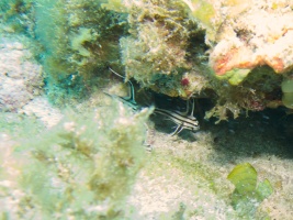 Juvenile Jackknife Fish IMG 3061